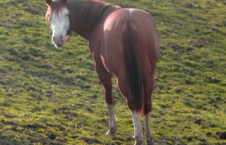 paxi-2yearold